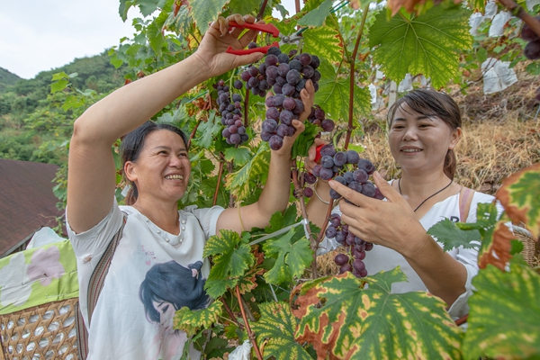 湖南泸溪：万投标用检测报告亩葡萄果飘香